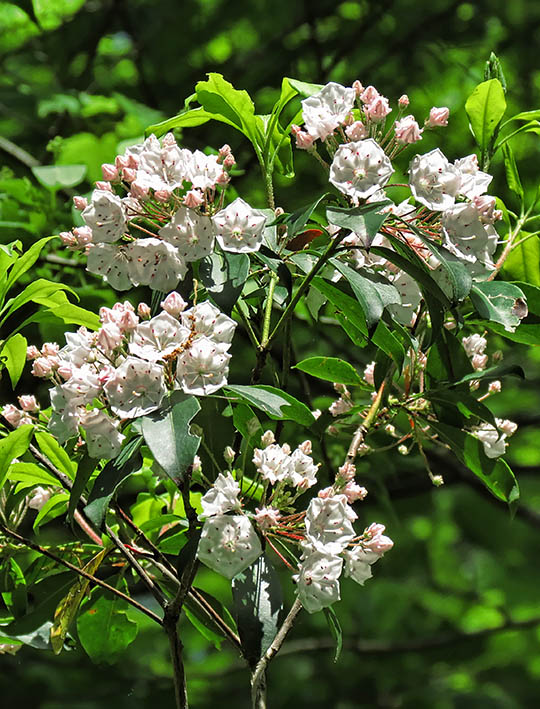 Mountain_laurel