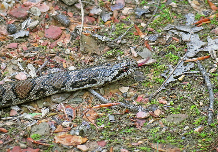 Milk_snake