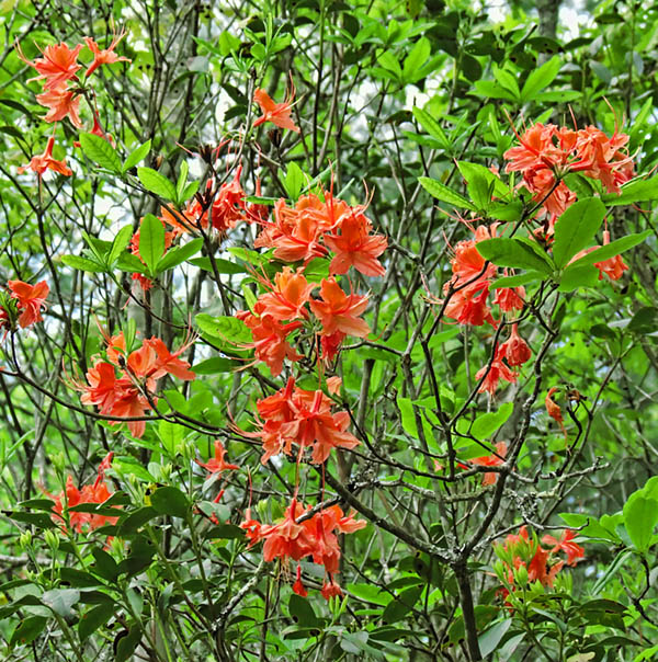 Flame_azalea