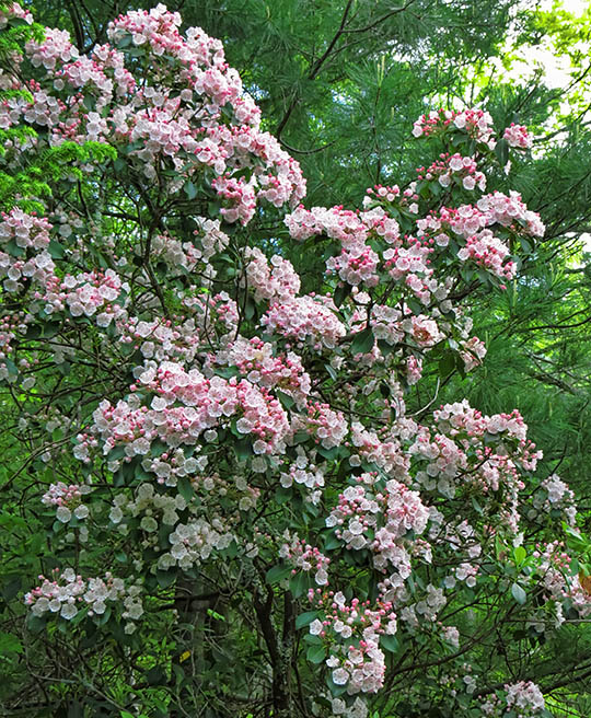 Mountain_laurel