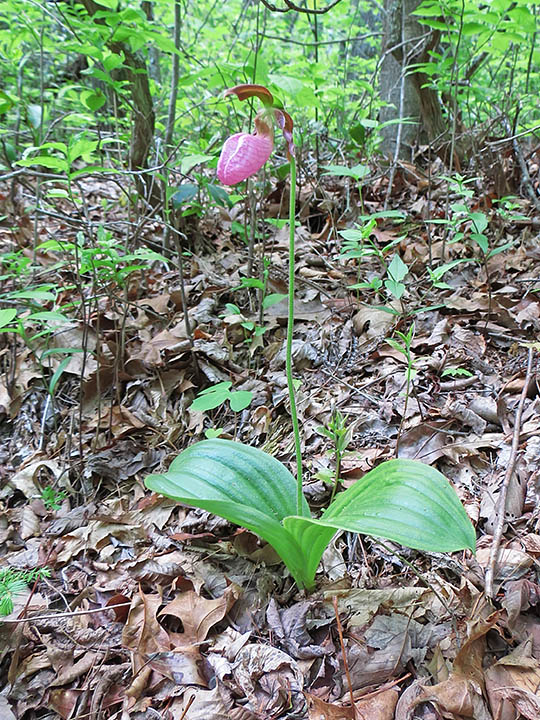 Lady_slipper