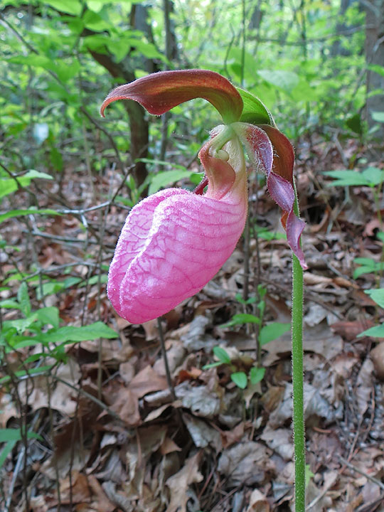 Lady_slipper