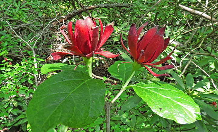 Sweet-shrub