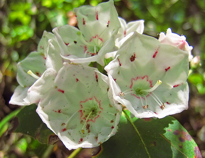 Mountain_laurel