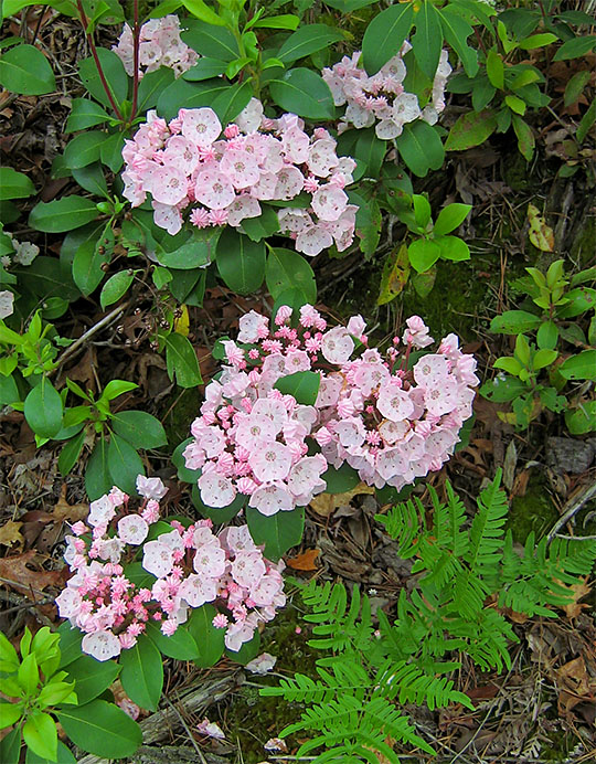 Mountain_laurel