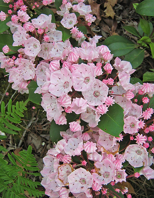 Mountain_laurel