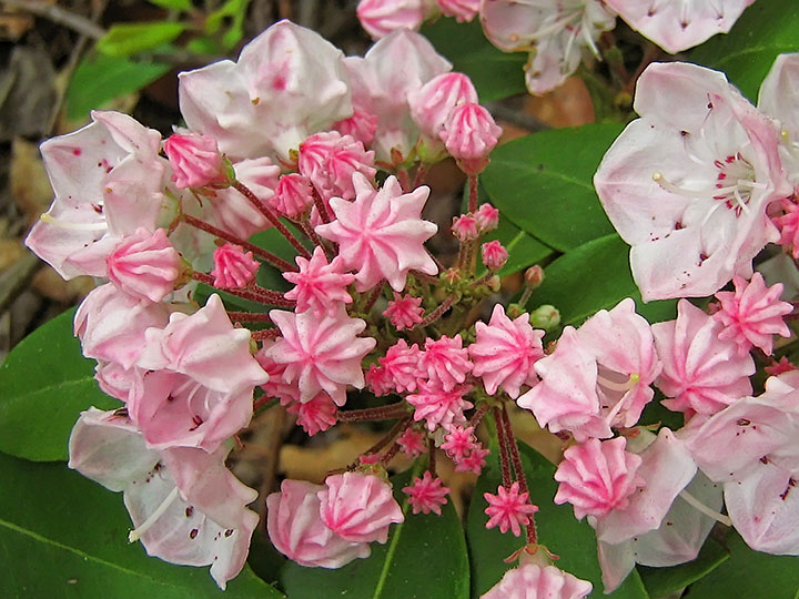 Mountain_laurel_buds