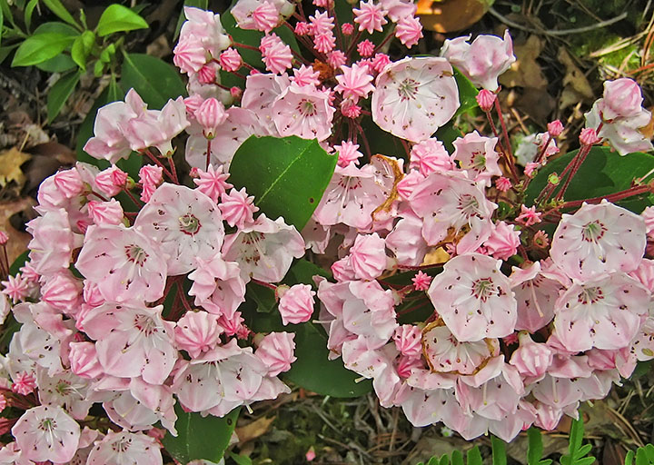 Mountain_laurel