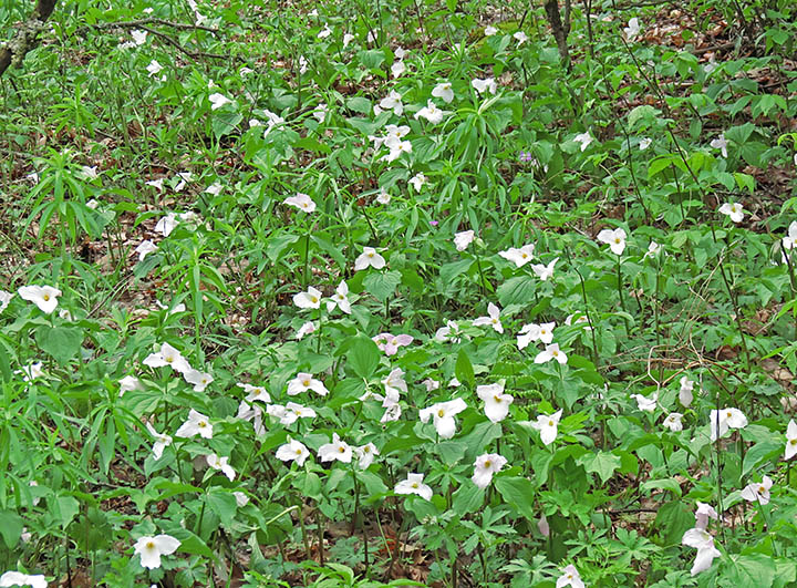 White_trilliums