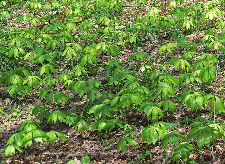 Mayapple