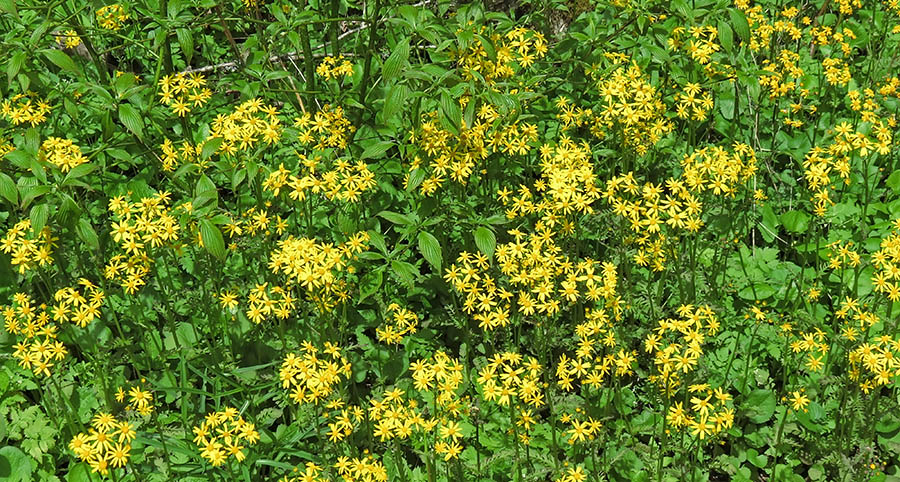 Ragwort