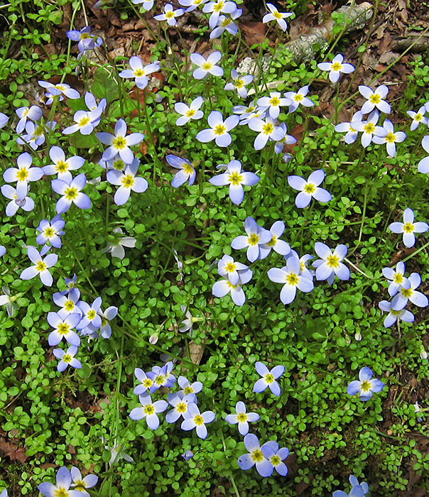 Bluets