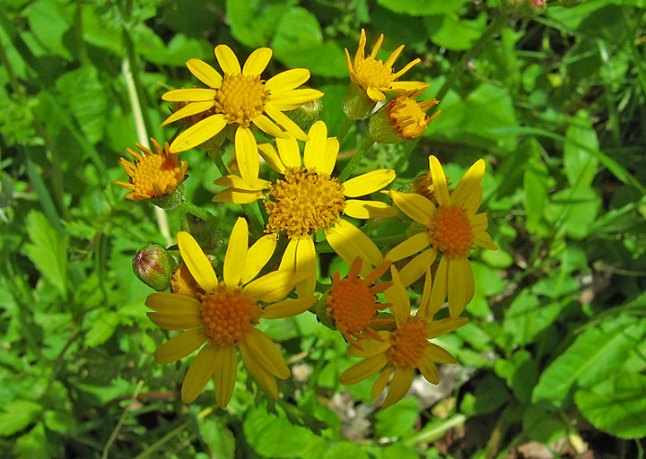 Golden_aster