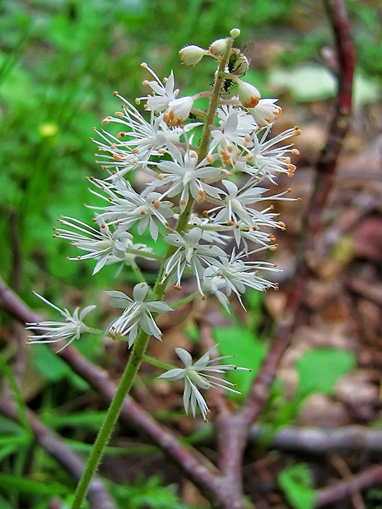 Foamflower