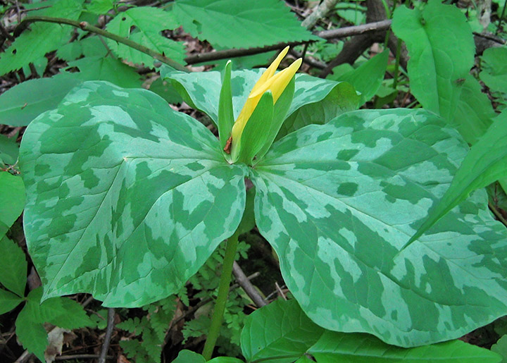 Yellow_trillium