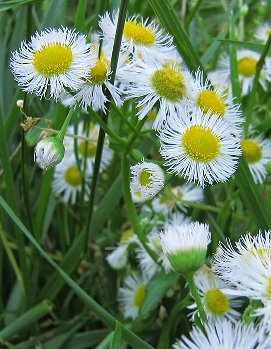 Daisy_fleabane