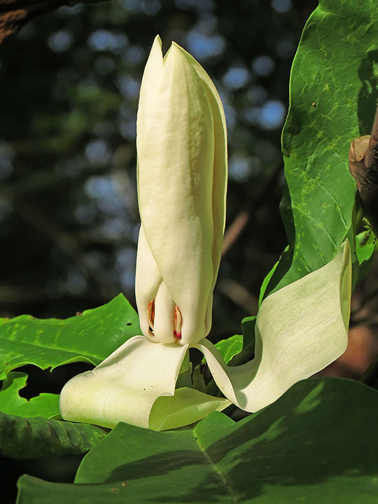 Magnolia_bud