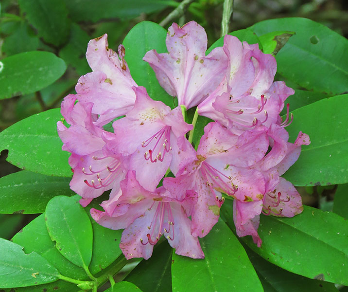 Rhododendron