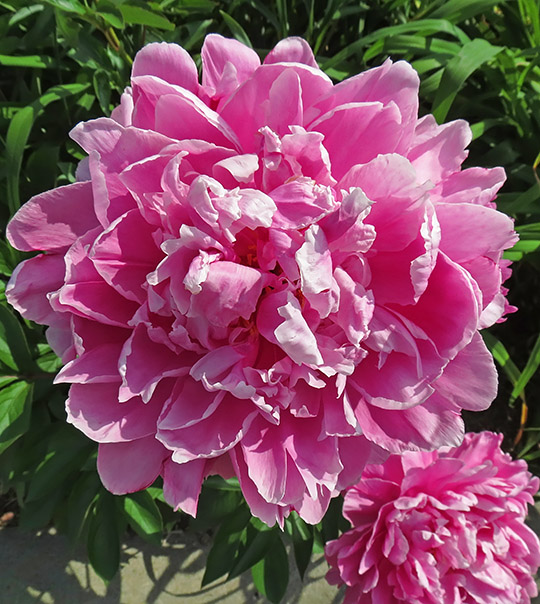 Peony