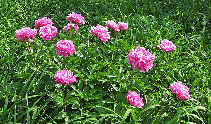 Peonies