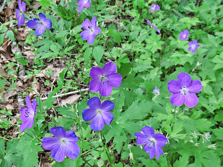 Geraniums