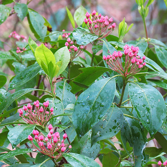 Mountain_laurel