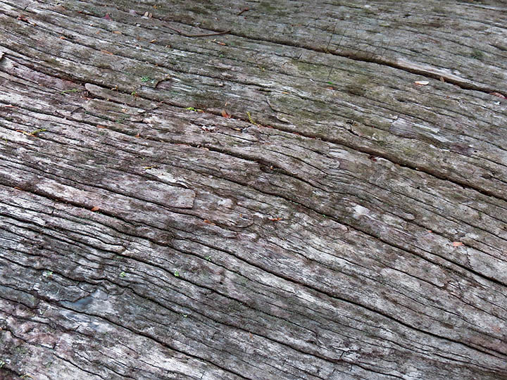 Tree_trunk