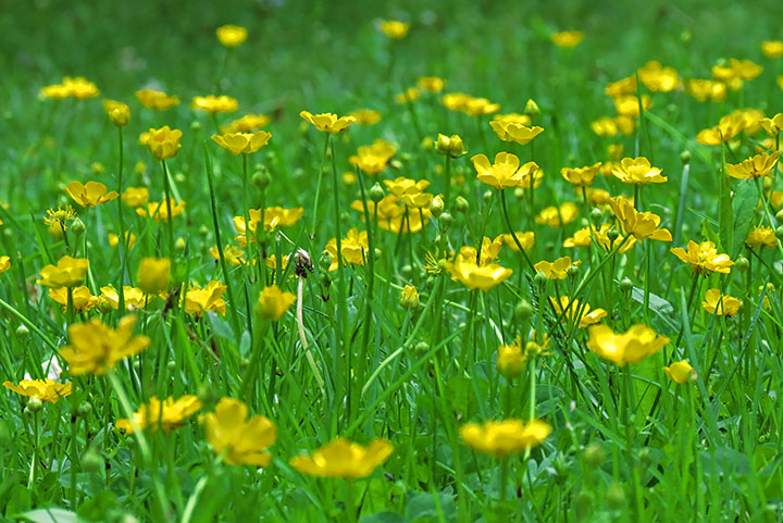 Buttercups