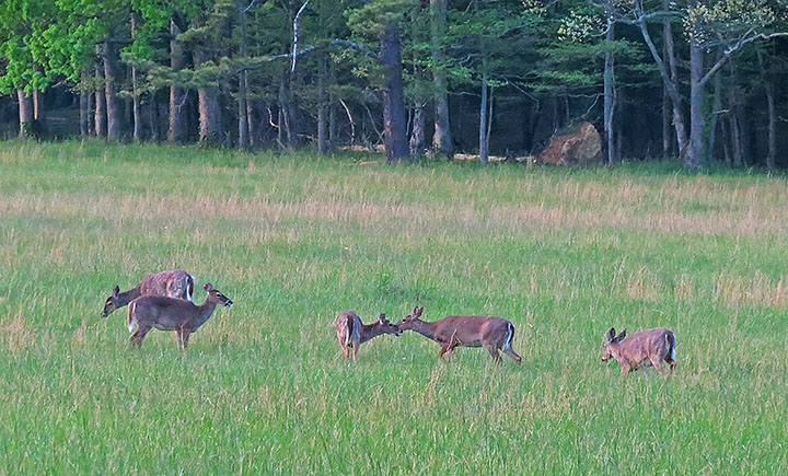 Five_deer