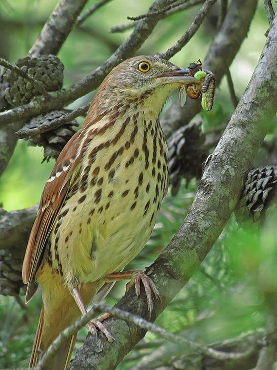 Brown_Thrasher