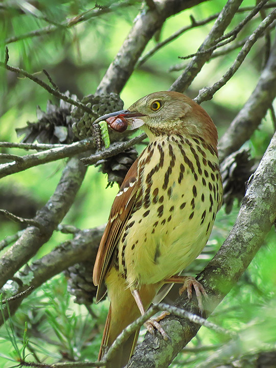 Brown_Thrasher