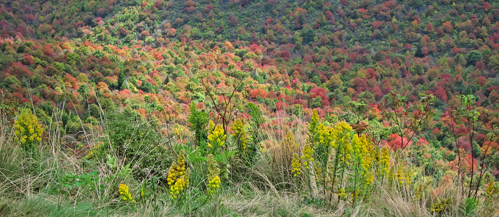 Tennent-foliage_view