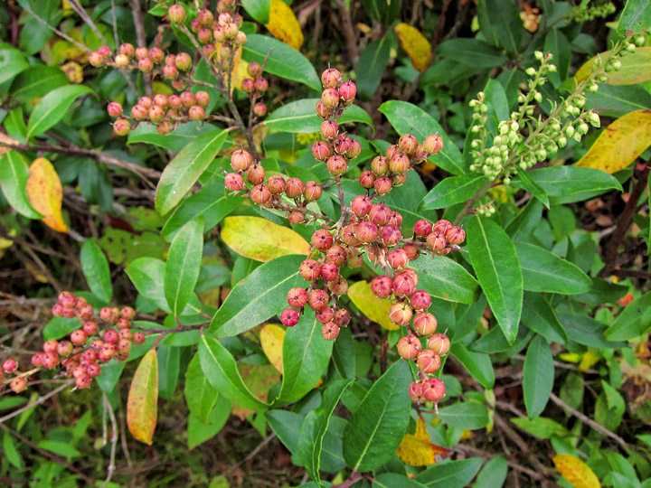 Berries
