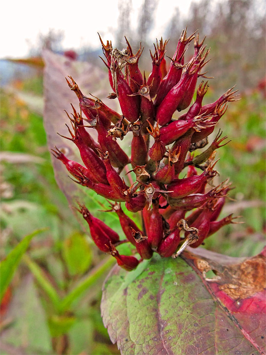 Bush_Honeysuckle_fruits