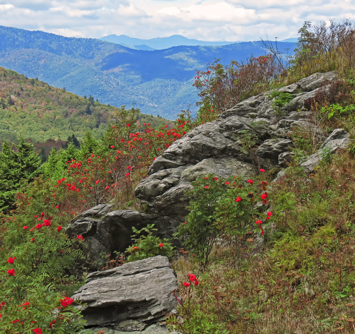 Rock_and_berries