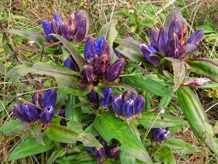 Gentian