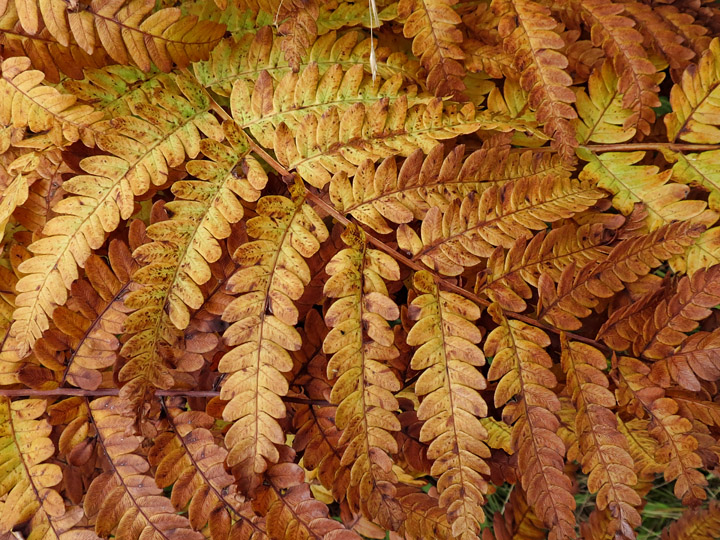 Fern