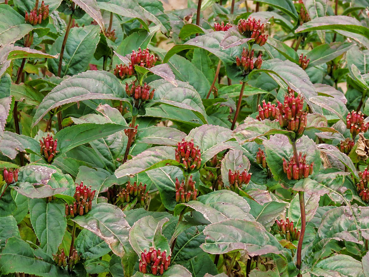 Bush_Honeysuckle