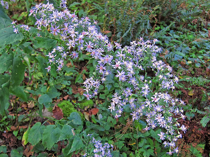 Asters