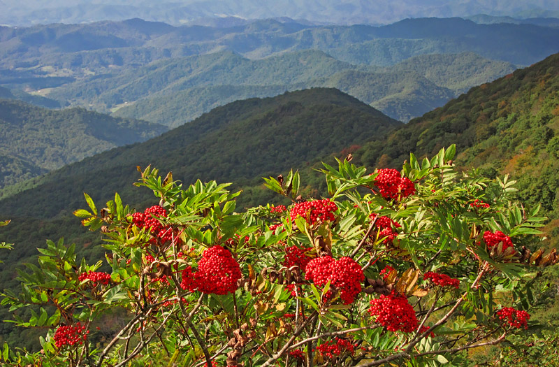 Ash_berry_mountains