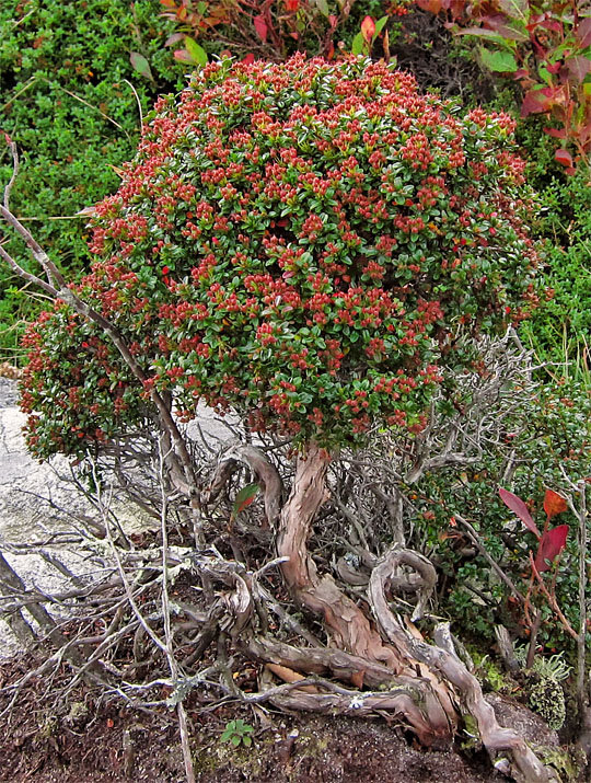 Alpine_shrub