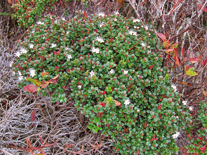 Alpine_vegetation