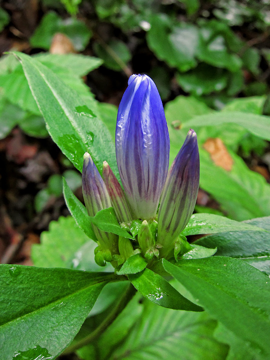 Gentian