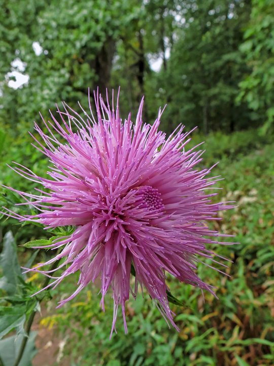 Thistle