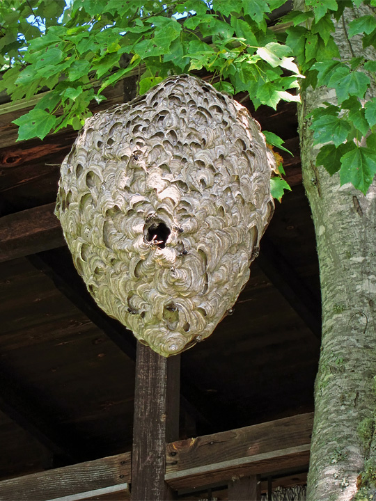 Hornet_nest