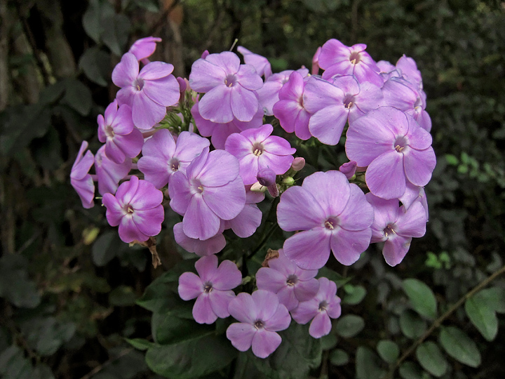 Phlox