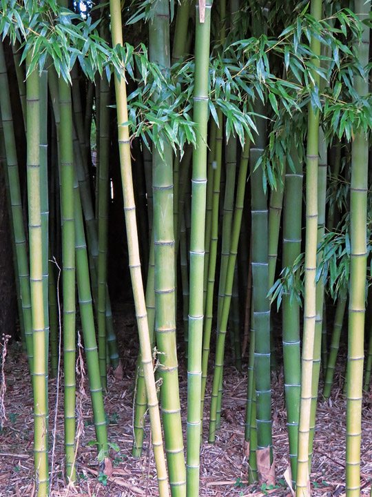 Bamboo