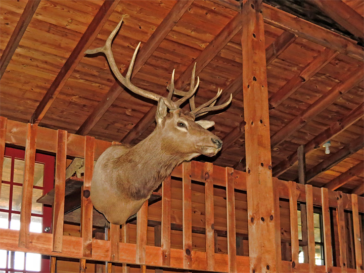 Mounted_buck