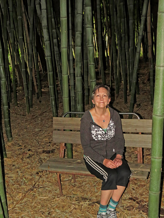 Bamboo