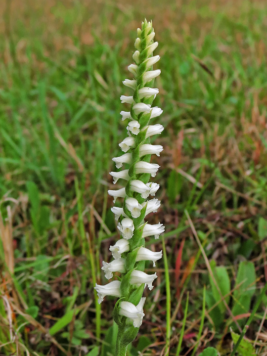 Nodding_ladies_tresses